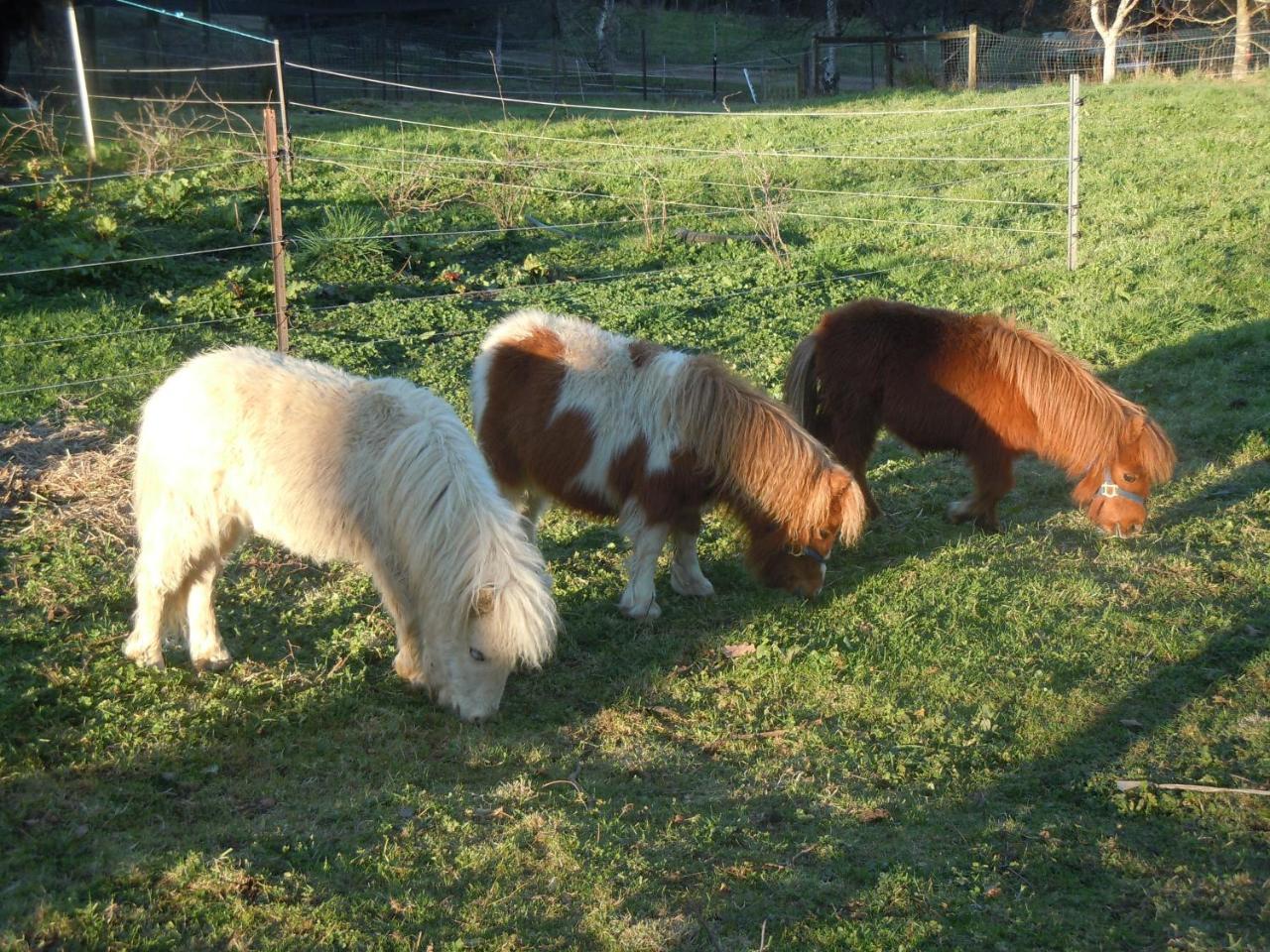 Whispering Spirit Holiday Cottages & Mini Ponies Franklin エクステリア 写真